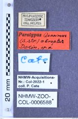 Etiketten zu Quasimus abruptus (Dolin, 1997) (NHMW-ZOO-COL-0006588)